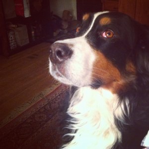 Mattie staring at the ceiling, looking for imaginary flies.